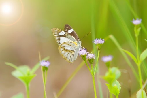 Free Butterfly Wild Life photo and picture