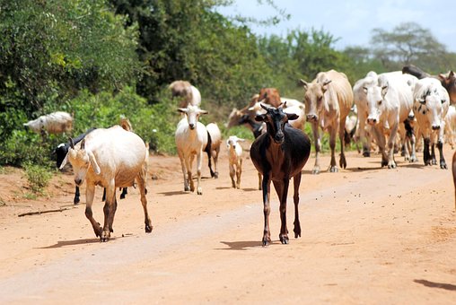 Free Goat Cattle photo and picture
