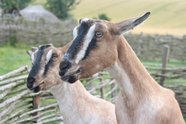 Kambing Alam Inggris Ras - Foto gratis di Pixabay - Pixabay