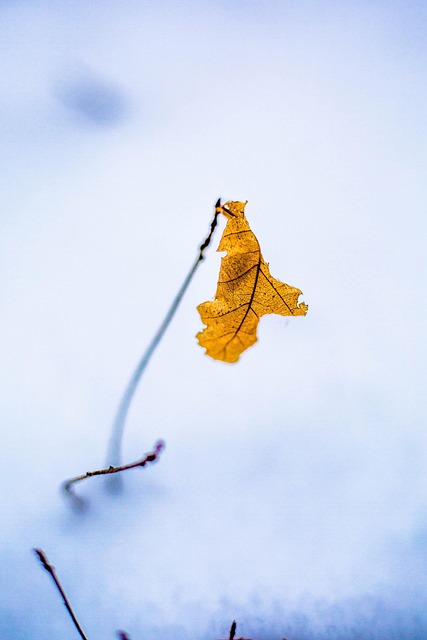 Winter, Blatt, Die Natur, Makro, Schnee
