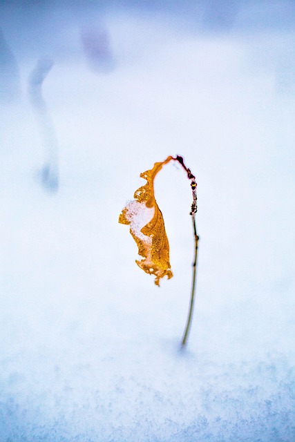 Winter, Blatt, Die Natur, Makro, Schnee