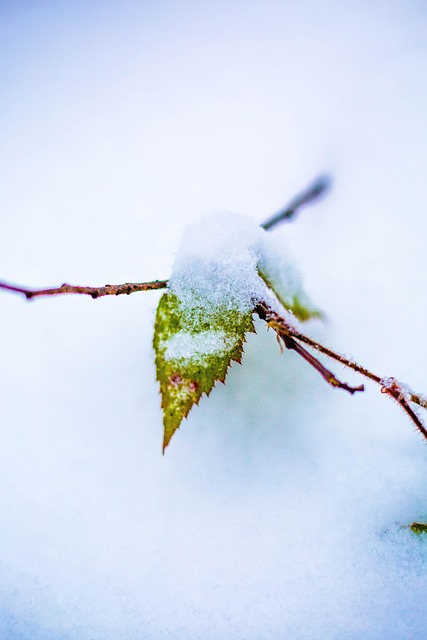 Winter, Blatt, Die Natur, Makro, Schnee
