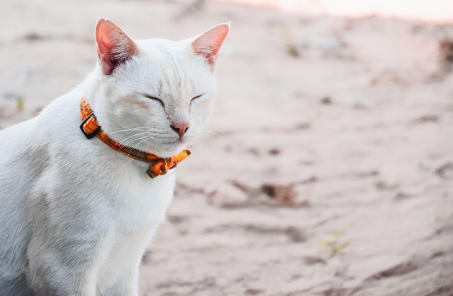 Tier, Natur, Haustier, Katze, Schlaf