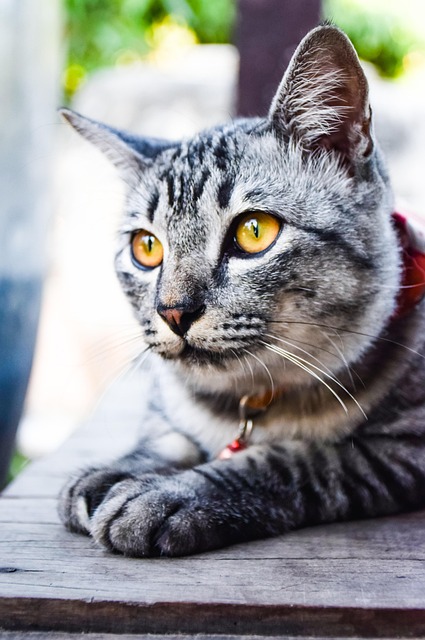 Tier, Haustier, Katze, Schlaf, Niedlich