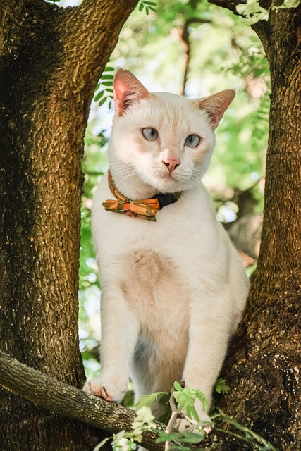 Tier, Haustier, Katze, Niedlich, Baum