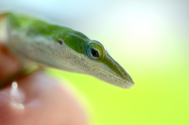 Free Lizard Green Anole photo and picture