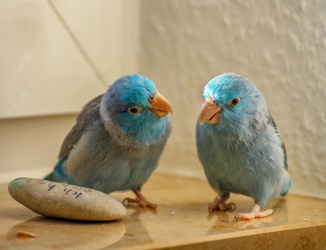 Vẹt Parrotlet giá bao nhiêu?