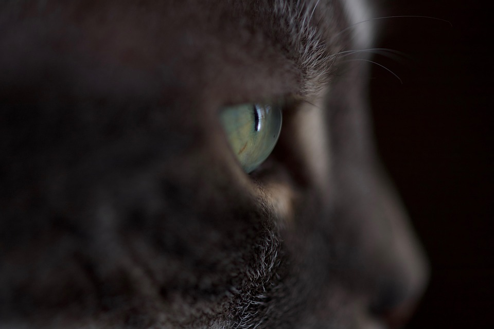 😻 cat eye pictorial 😻 so here it is.. cat eye... Cat Eye Domestic - Free photo on Pixabay