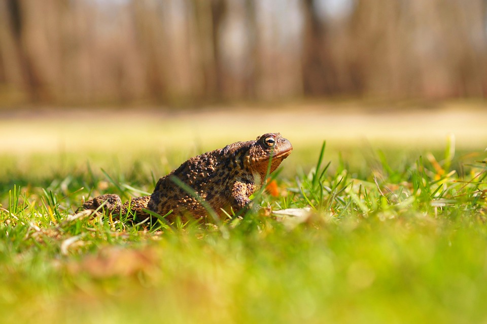 Sapo Rani Anfibios Sapo Rana - Foto gratis en Pixabay