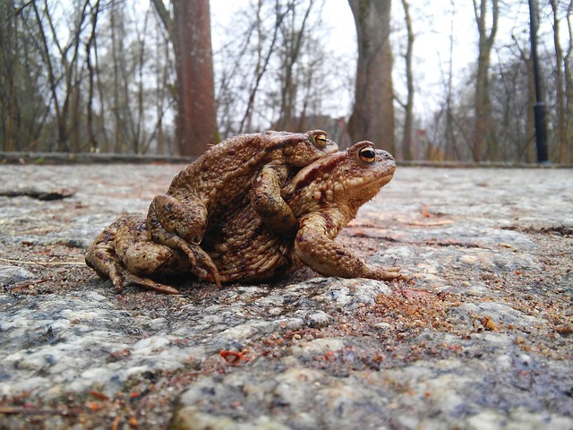 Free Amplexus Amphibians photo and picture