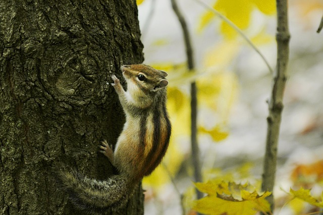 Free Squirrel Nature photo and picture