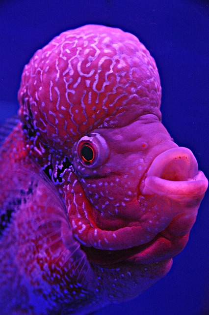 Free Fish Object photo and picture