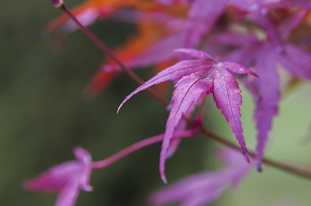 Free Leaf Clone photo and picture