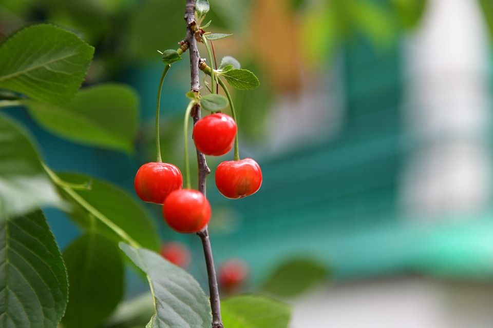 Cherry Berry Nutrition Free photo on Pixabay Pixabay