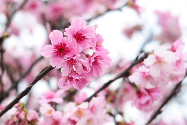 Planter, Natur, Blomst Baggrund