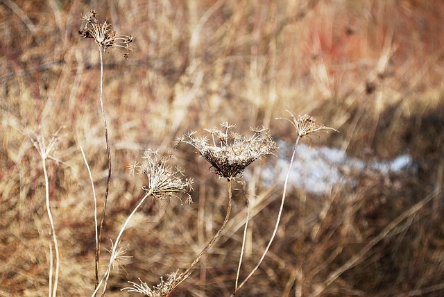 Free Winter Dry Grass photo and picture