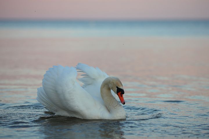 swan-kuvat-pixabay-lataa-ilmaisia-kuvia