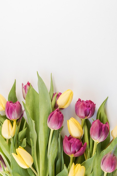 flowers-3983898_960_720.jpg