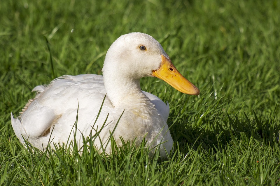 Duck White Yellow - Free photo on Pixabay