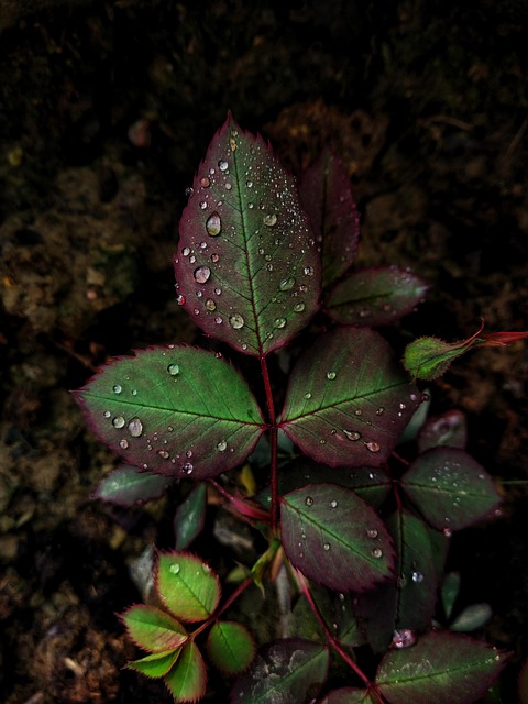 Free Leafs Green Leaf photo and picture