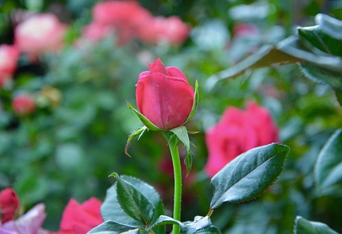 Rosenstrauch Bilder · Pixabay · Kostenlose Bilder ...