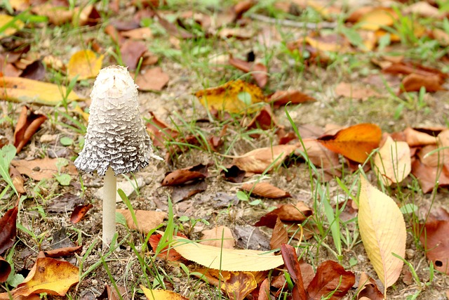 Paddenstoel, Verlaat, Herfst, Blad