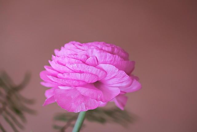 Ranukel Rosa Ranunkel Blume Rosa - Kostenloses Foto auf Pixabay