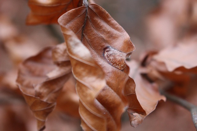 Free Leaves Orange photo and picture