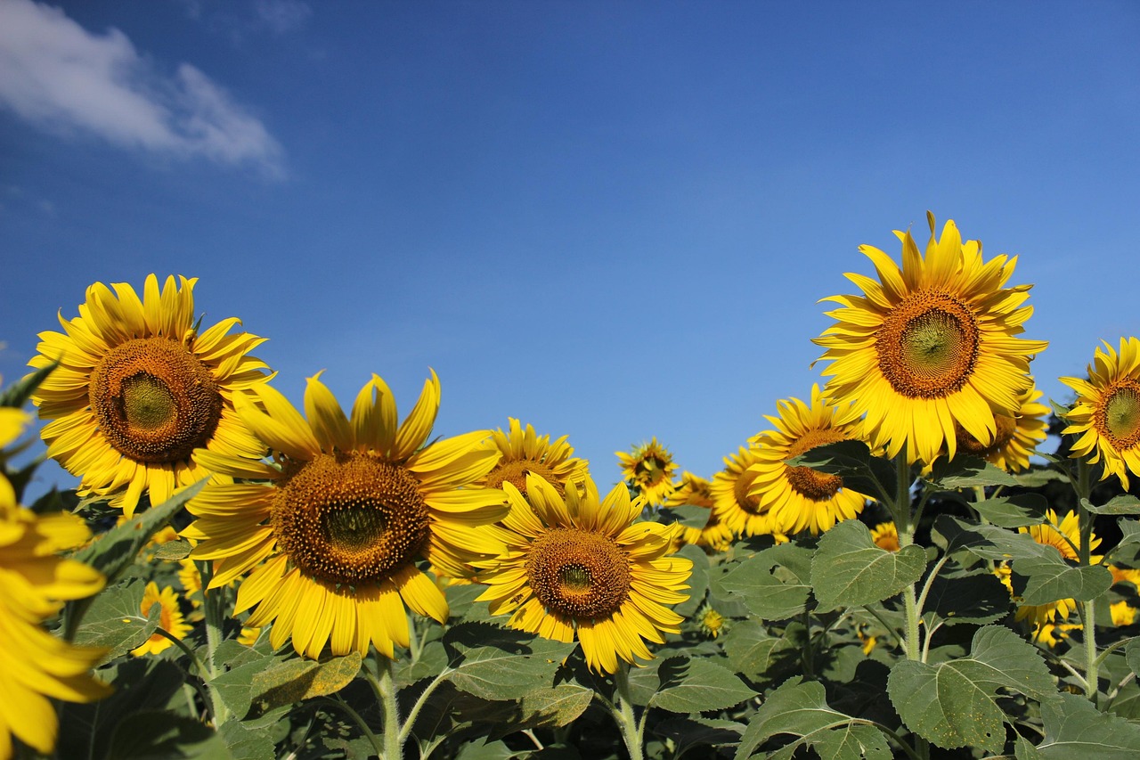 Flower Sunflower Yellow - Free photo on Pixabay - Pixabay