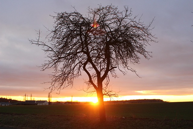 Free Light Tree photo and picture