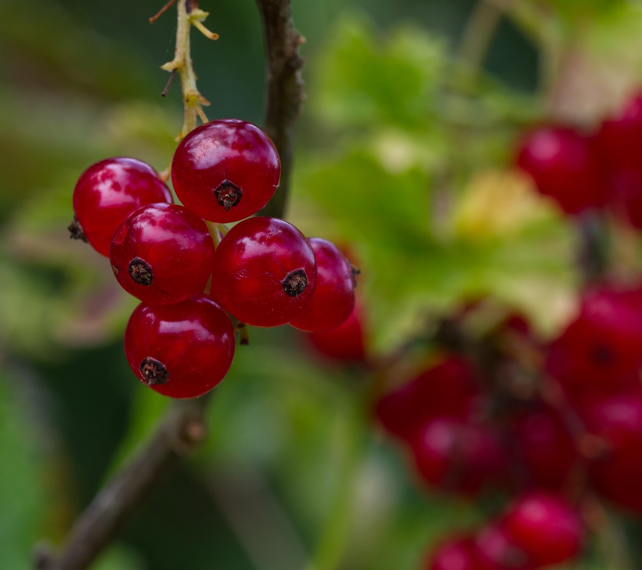 Grosella El Verano Fruta - Foto gratis en Pixabay - Pixabay