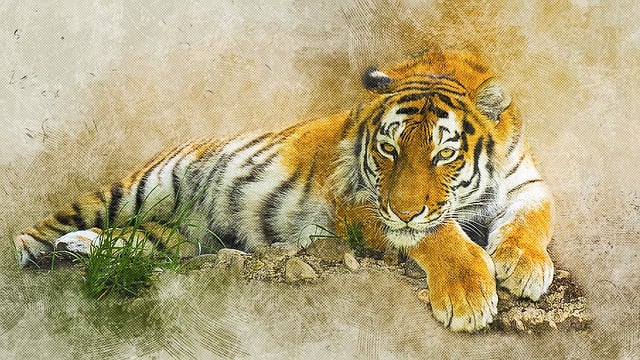 Free tiger predator animal illustration