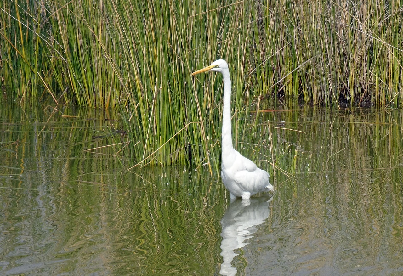 Garza Blanca Ardea Alba Garceta - Foto gratis en Pixabay - Pixabay