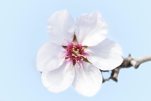 Mandel Blomst, Kronblade, Hvid Blomst