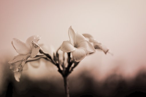 Blomster, Blomst Baggrund, Blomst Tapet