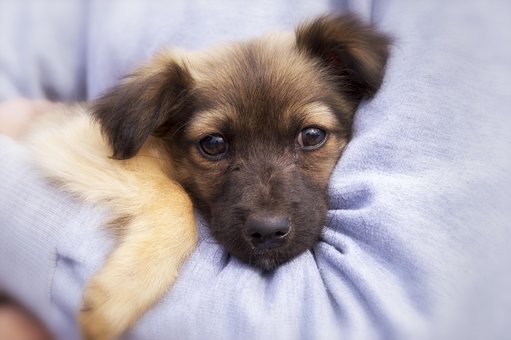 Hund, Hvalp, Hund Ansigt, Beskyttelse
