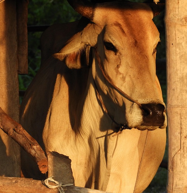 Free Cow Brown photo and picture