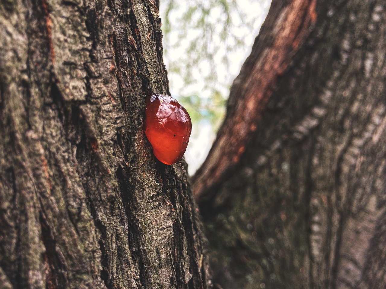 Bad Luck Tree Wood Free photo on Pixabay Pixabay
