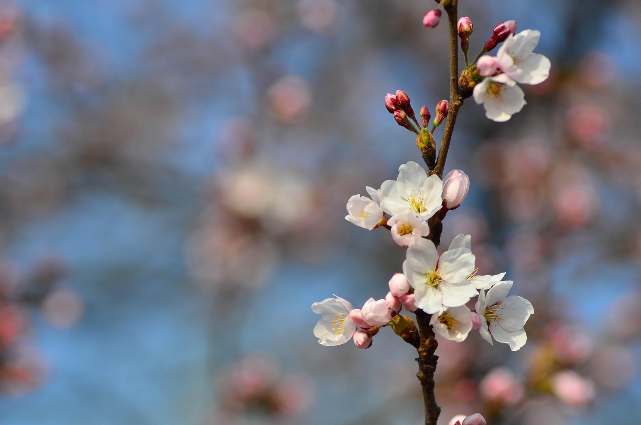 Blumen Fr hling Pflanzen Kostenloses Foto Auf Pixabay