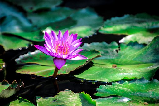 Free Lotus Nature photo and picture