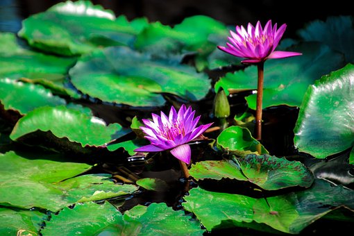 Free Lotus Nature photo and picture