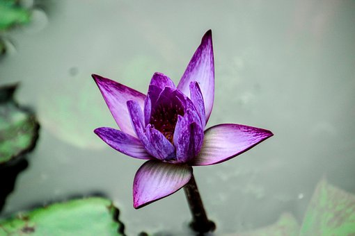 Free Lotus Nature photo and picture
