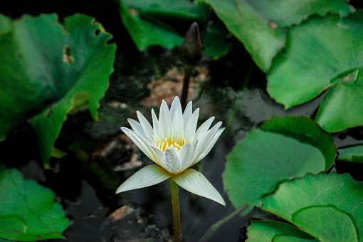 Free Lotus Nature photo and picture