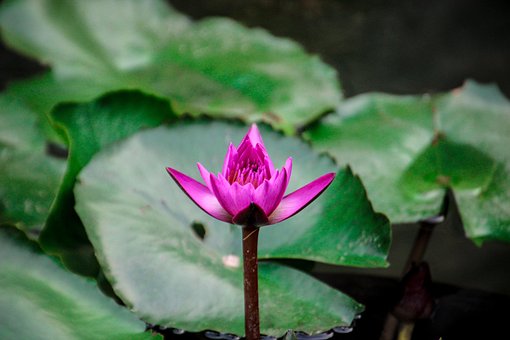 Free Lotus Nature photo and picture
