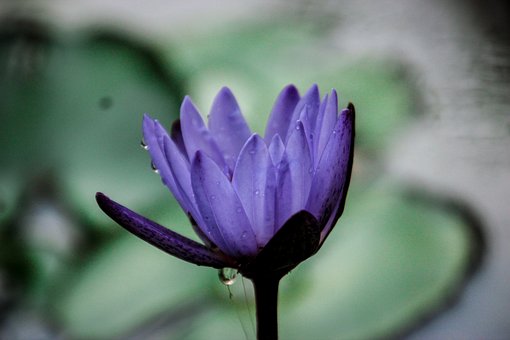 Free Lotus Nature photo and picture