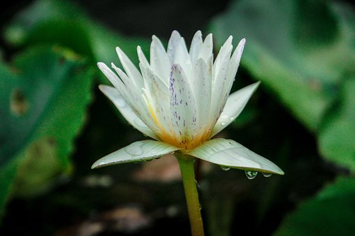 Free Lotus Nature photo and picture