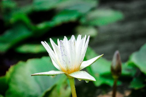 Free Lotus Nature photo and picture