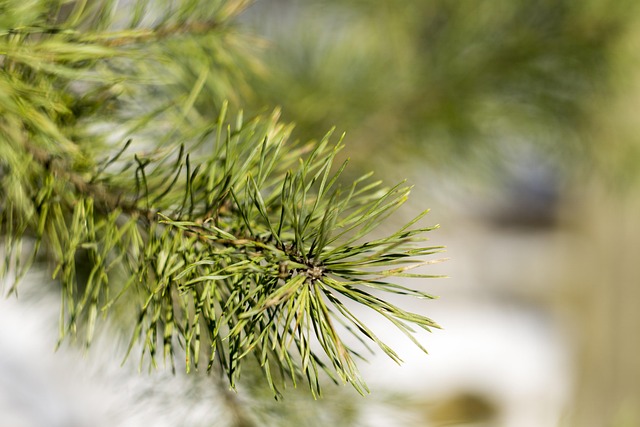 Kiefer, Winter, Natur, Schnee, Baum
