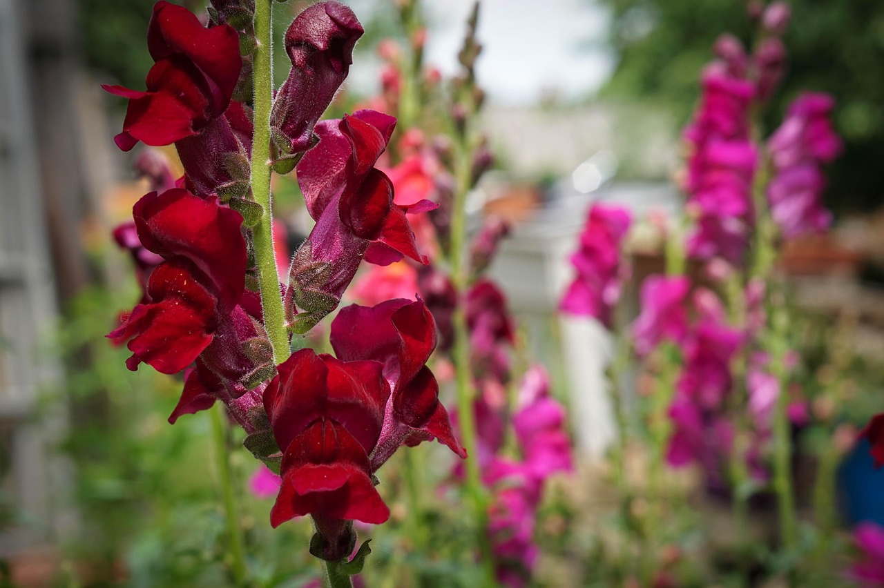 Bloem Natuur Tuin Bloeit - Gratis foto op Pixabay - Pixabay