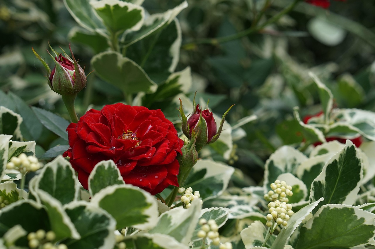 Rose Rojo Jardin - Foto gratis en Pixabay - Pixabay